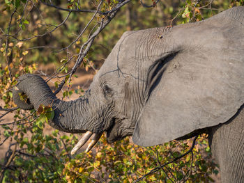 Close-up of elephant calf eating on tree, kruger national park, south africa