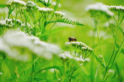 Close-up of bee flying amidst grass