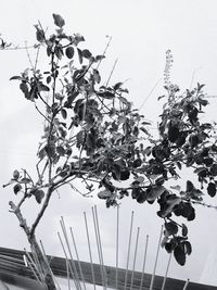 Low angle view of plants against sky