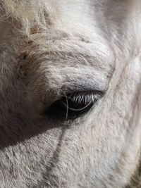 Close-up of horse eye