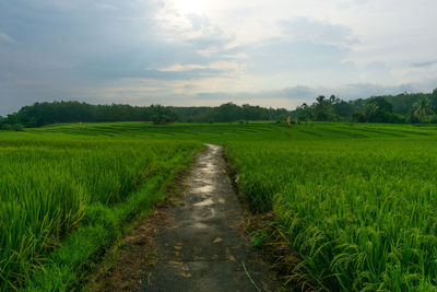 Panoramic view of green rice fields and road infrastructure in indonesia