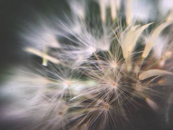 Close-up of dandelion flower