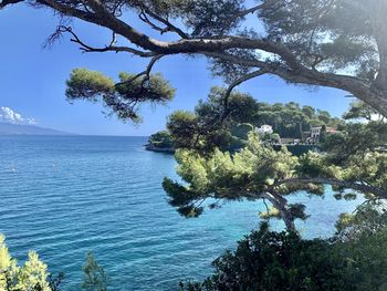 Tree by sea against sky