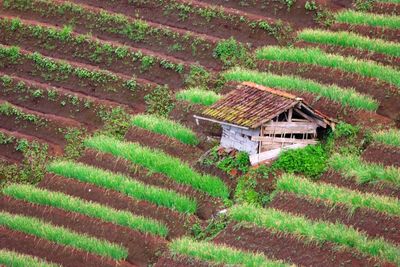 High angle view of agricultural field