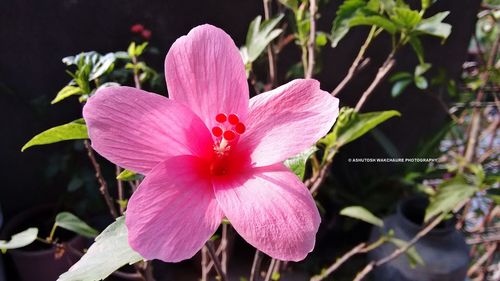 Close-up of pink hibiscus blooming outdoors