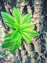 High angle view of plant by tree trunk