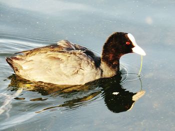 High angle view of duck swimming in lake