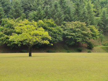 Scenic view of forest