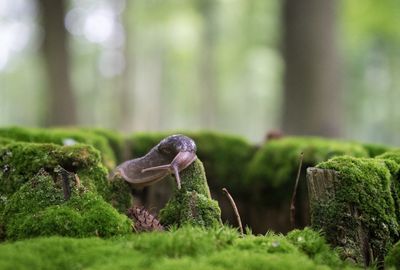 Close-up of mushroom in forest