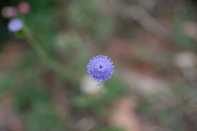 Close-up of purple flowering plant