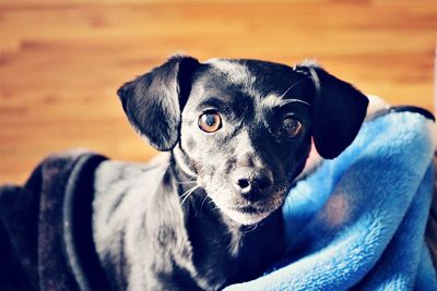 Close-up portrait of dog relaxing