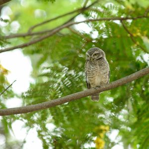 Low angle view of owl perching on branch