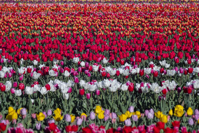 Full frame shot of flowering plants on field