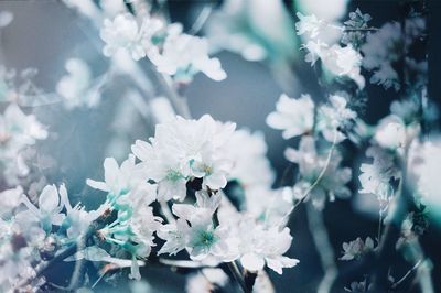 Close-up of snow on tree