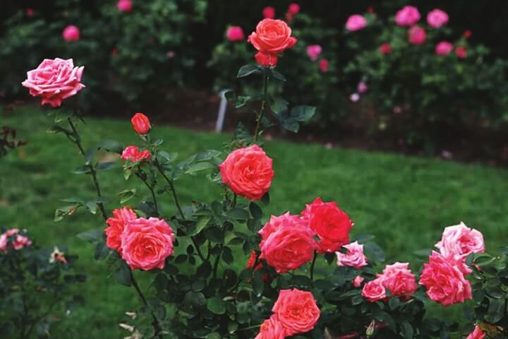 flower, freshness, petal, fragility, growth, beauty in nature, red, pink color, flower head, blooming, nature, plant, focus on foreground, field, park - man made space, in bloom, blossom, springtime, botany, close-up