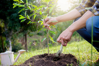 Midsection of man planting at yard