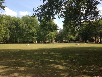 Trees in park