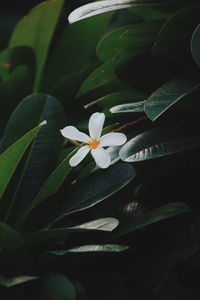 Close-up of frangipani on plant