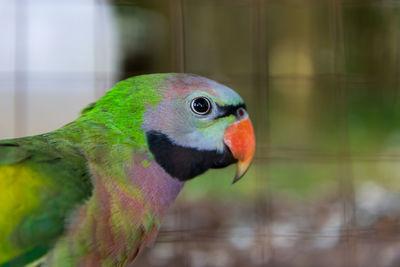 Close-up of parrot