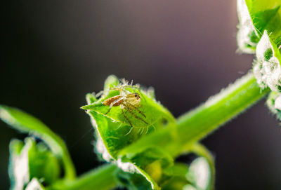 Close-up of ant on plant