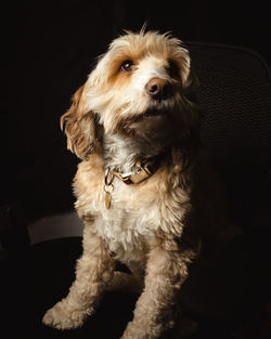 Portrait of dog sitting on sofa