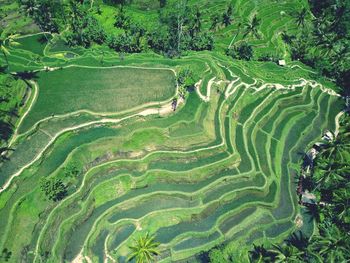 Scenic view of agricultural field