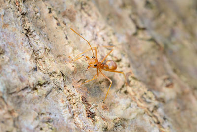 Close-up of spider on rock