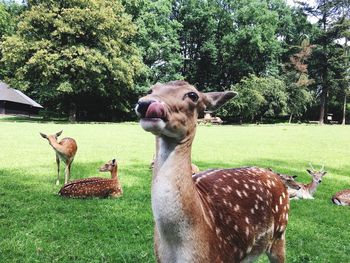 Deer on grassy field