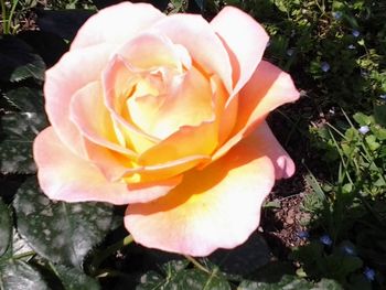 High angle view of rose flower