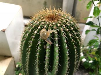 Close-up of prickly pear cactus