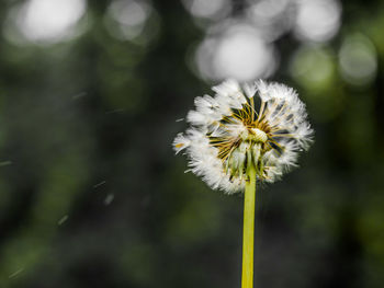 Close-up of white dandelion flower