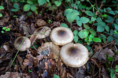 High angle view of mushrooms growing on field