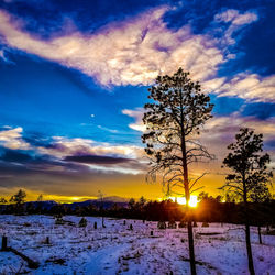 Trees on snow covered field against sky during sunset