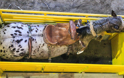 High angle view of horse in stable