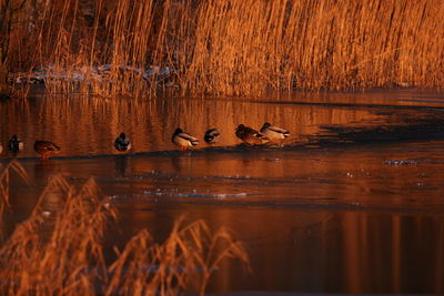 Ducks in lake