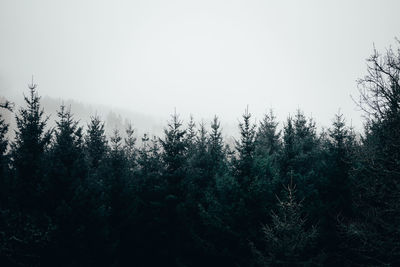 Pine trees in forest against clear sky