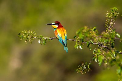 Bird perching on a branch