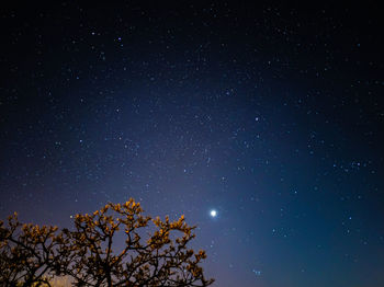 Low angle view of trees against star field at night