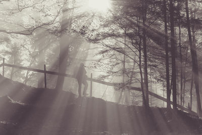 Sun shining through trees in forest