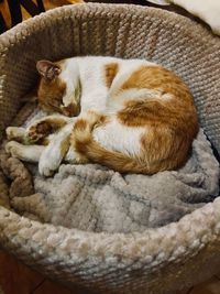 High angle view of cat sleeping