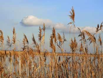 View of stalks in field against sky