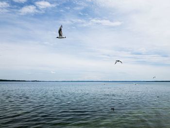Seagulls flying over sea against sky
