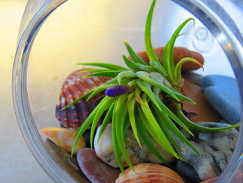 High angle view of air plant in planter on table