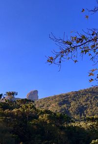 Plants on landscape against clear blue sky