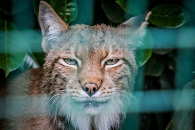 Close-up portrait of tabby