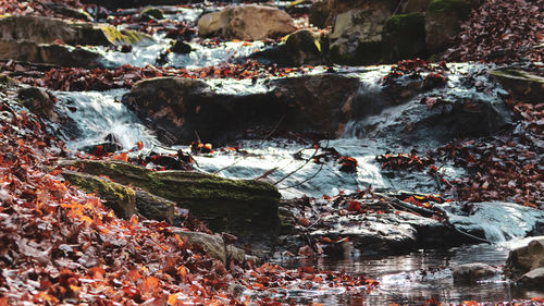 Close-up of rocks by lake in forest