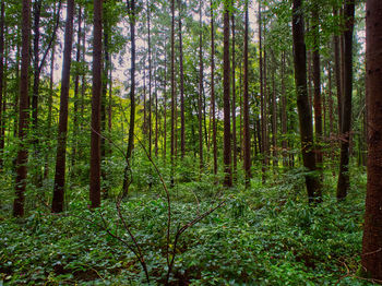 Trees in forest