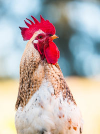 Close-up of rooster