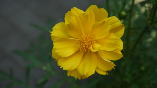 Close-up of yellow flowering plant