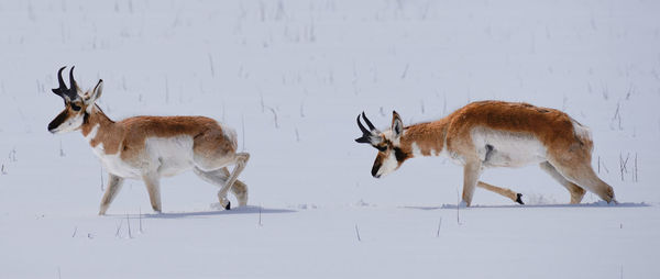 Deer on snow covered land